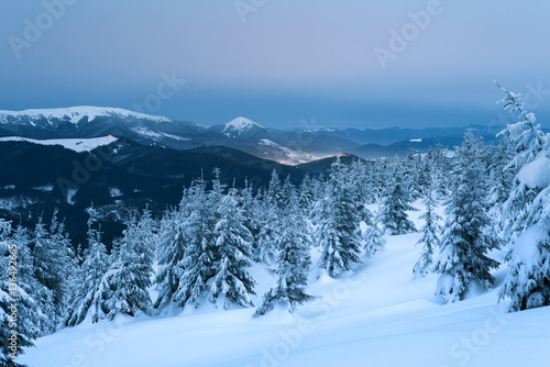 Spruce tree in the snow on a mountain hill