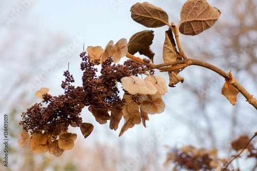 Fotografi close up of dried flower dormant tree branch in winter