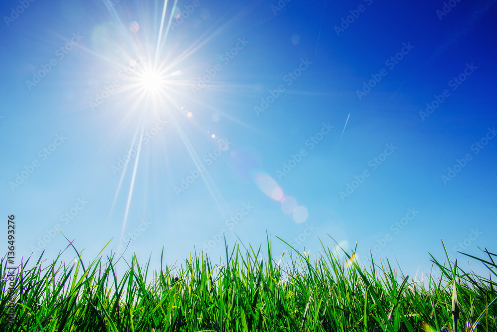 green grass with dew, bokeh background. Fantastic views of the beauty the world. green grass with dew, bokeh background. Fantastic views of the beauty the world.