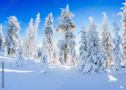 magical winter snow covered tree 
