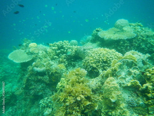 Coral reef  El Nido  Philippines