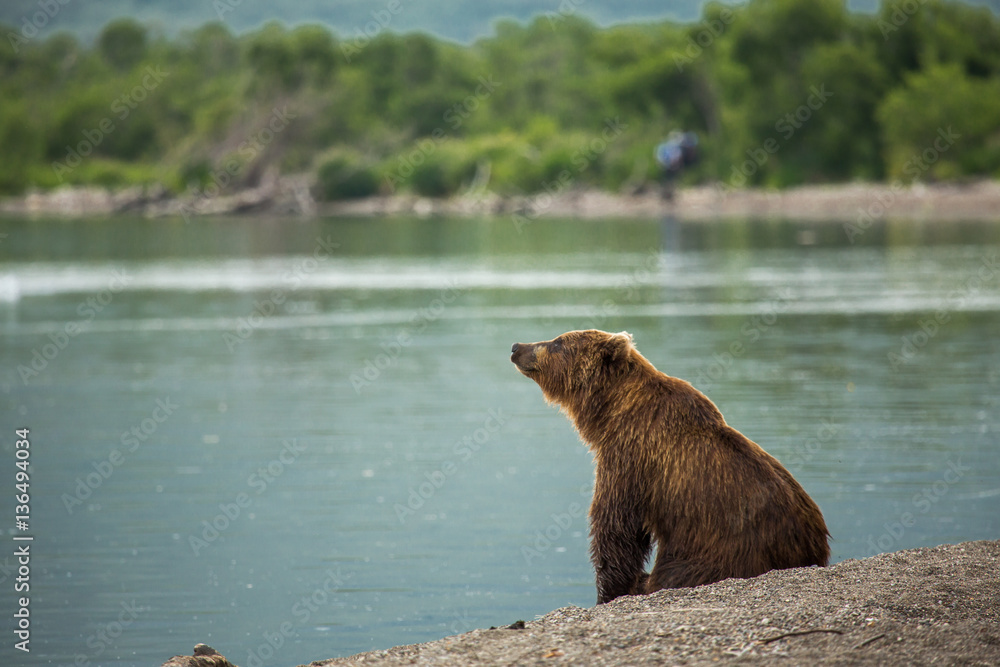 Fototapeta premium Bear looks for fish in water