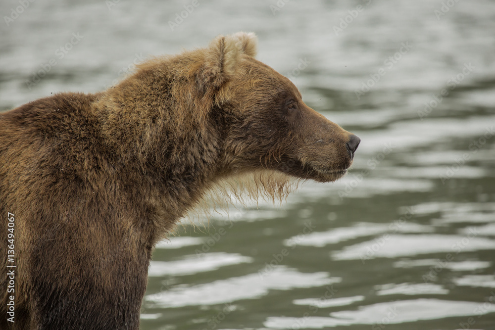 Fototapeta premium Bear looks for fish in water