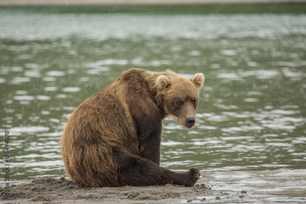 Fototapeta premium Bear looks for fish in water