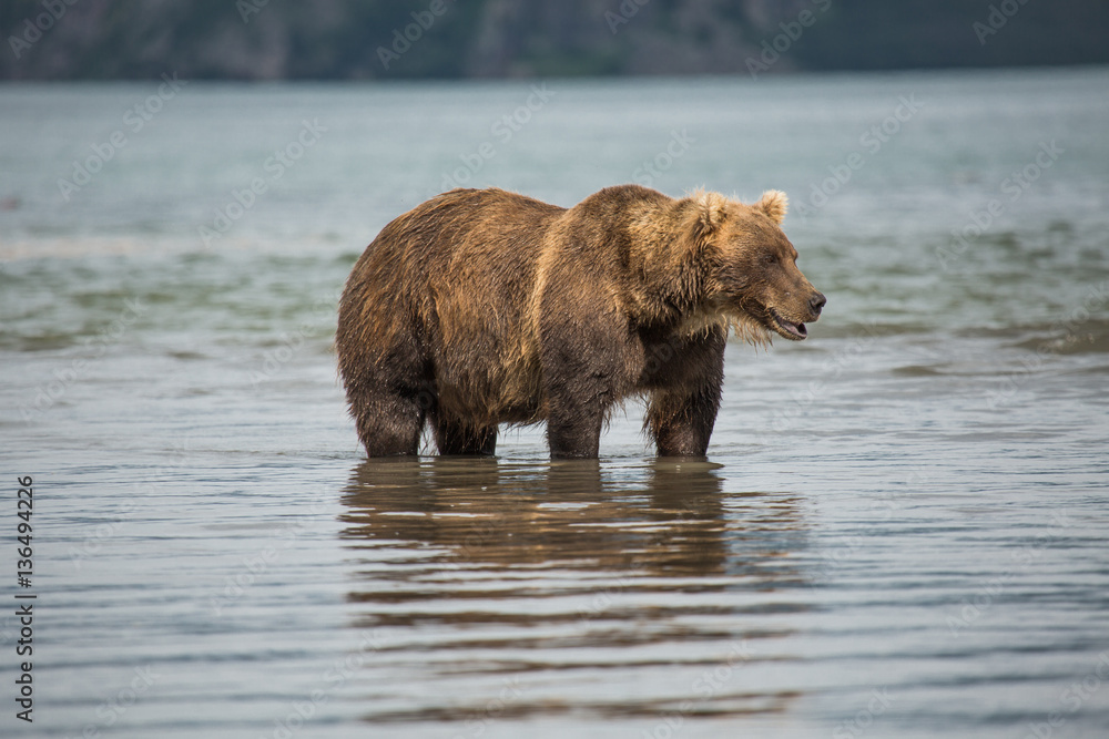 Bear looks for fish in water Bear looks for fish in water
