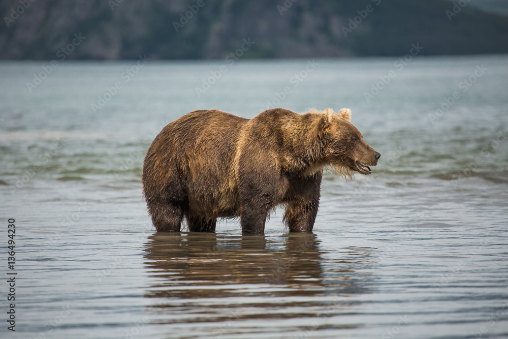 Bear looks for fish in water Bear looks for fish in water