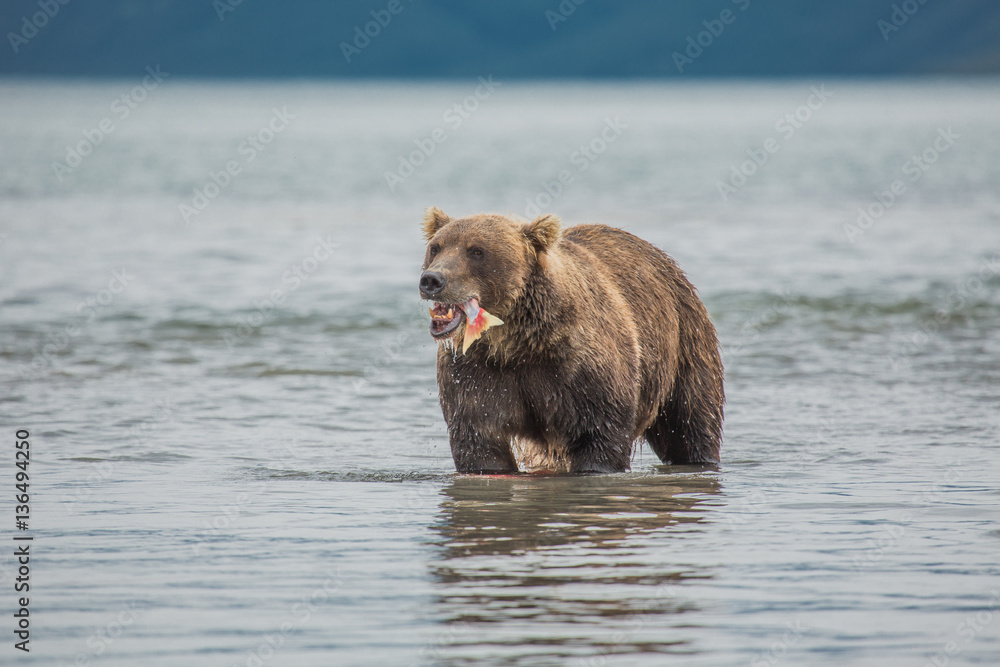 The bear was caught and eat fish salmon The bear was caught and eat fish salmon