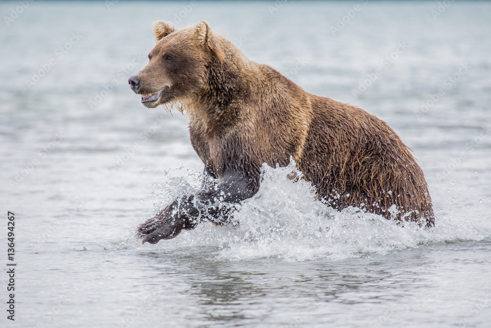 Bear attacks fish salmon