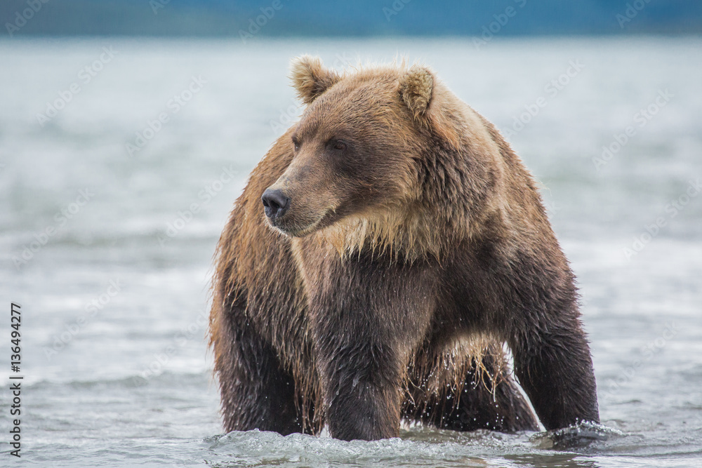 Bear attacks fish salmon Bear attacks fish salmon