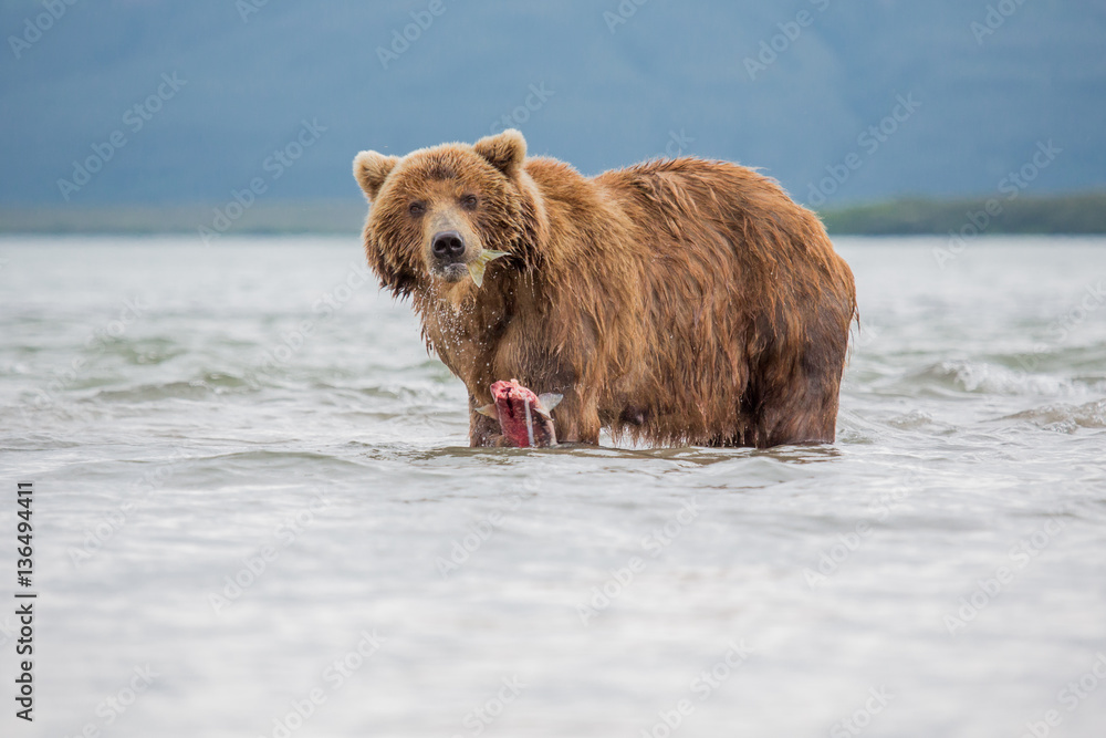 The bear was caught and eat fish salmon