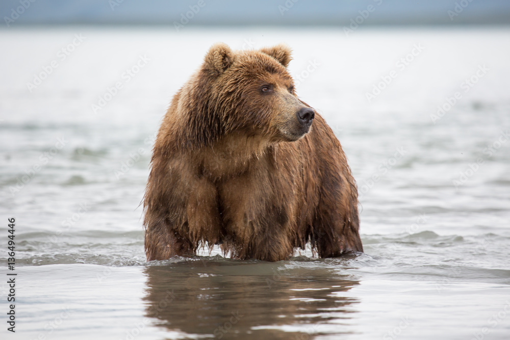 Bear looks for fish in water Bear looks for fish in water