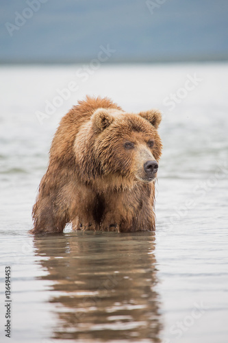Bear looks for fish in water © kitkorzun