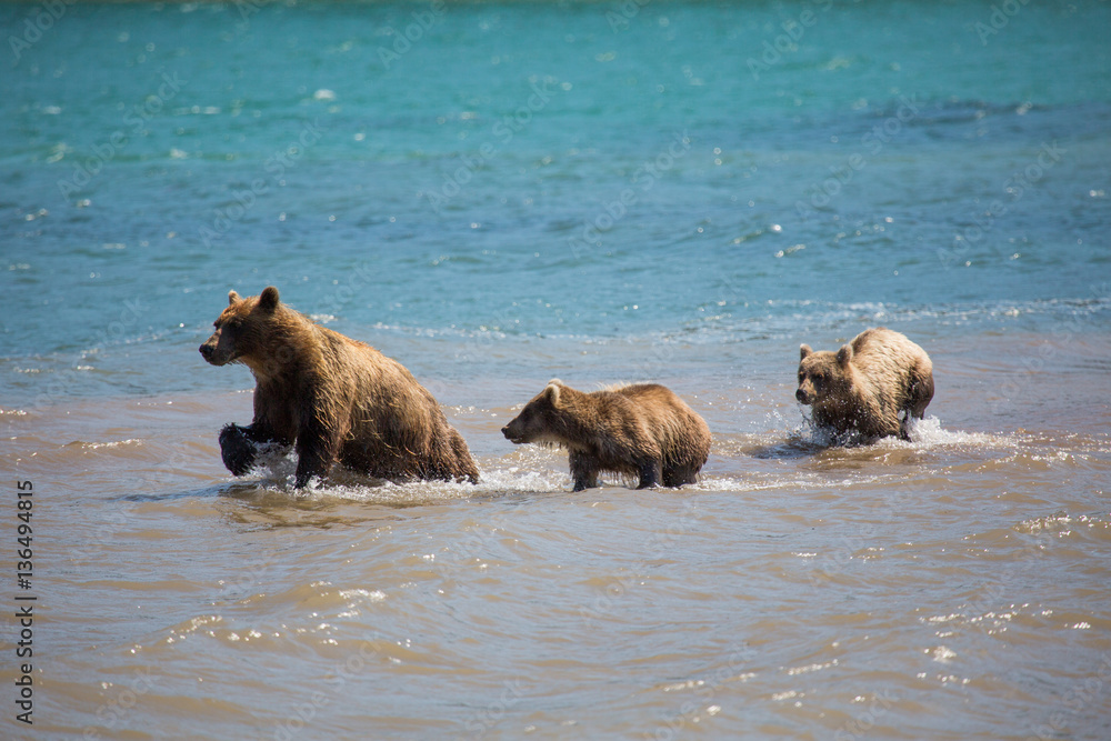 The family of bears, mother caught a fish The family of bears, mother caught a fish