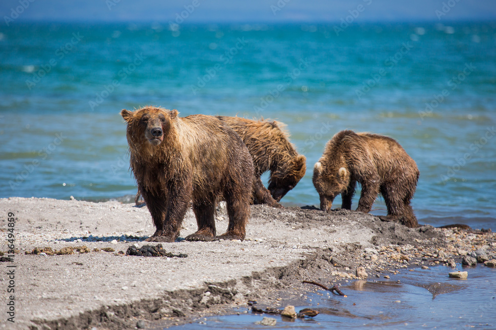 The family of bears, mother caught a fish