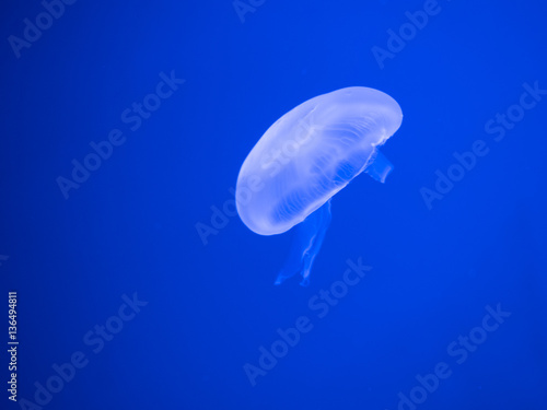 jellyfish on a blue background © NChoochat