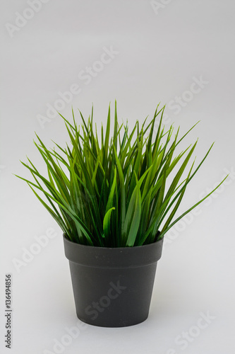 green plant on a white background