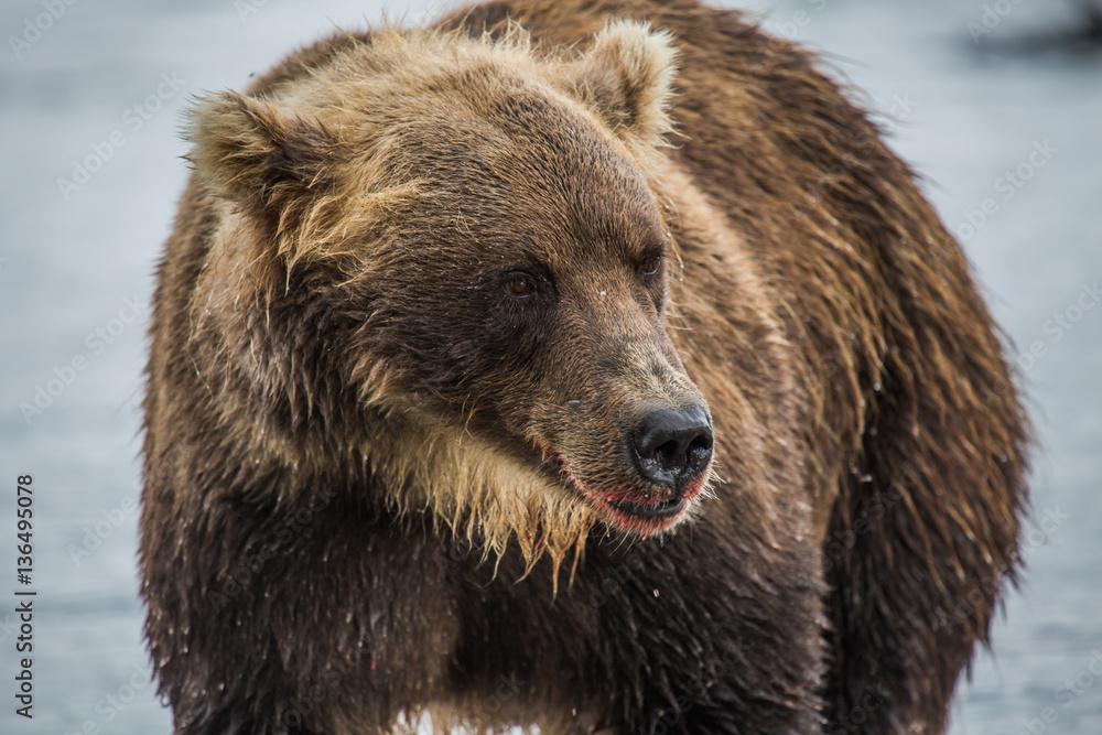 Bear hunts for fish salmon Bear hunts for fish salmon