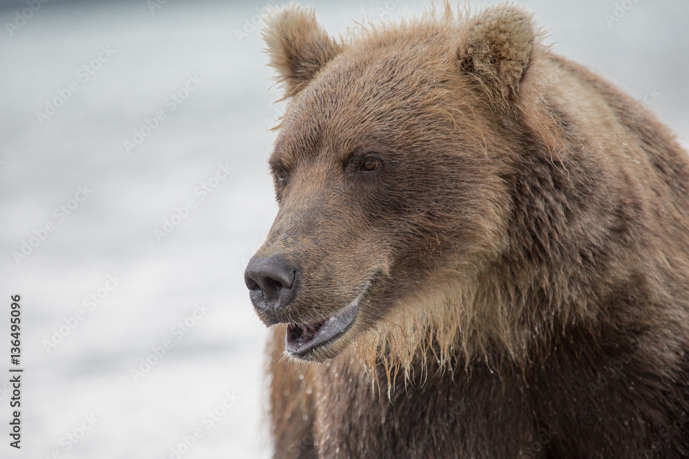 Bear hunts for fish salmon Bear hunts for fish salmon