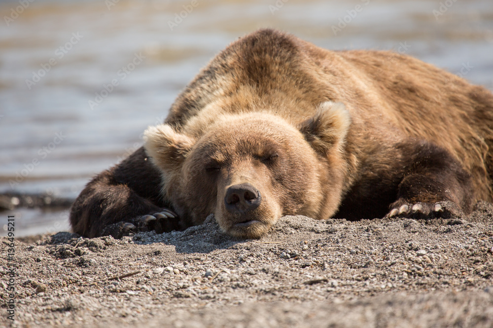 Fototapeta premium Bear lies on the shore of the lake