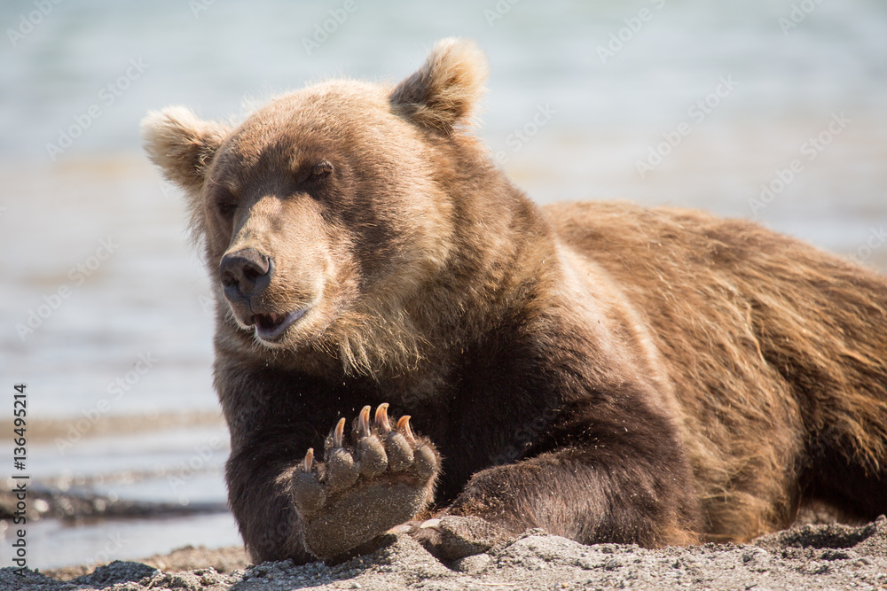 Obraz premium Bear lies on the shore of the lake