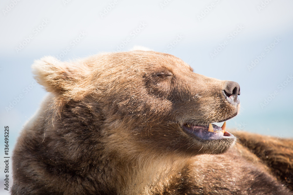 Fototapeta premium Portrait of a bear, shot from close range