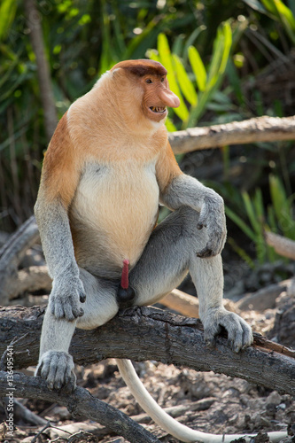 Portrait of fabulous long-nosed monkey
