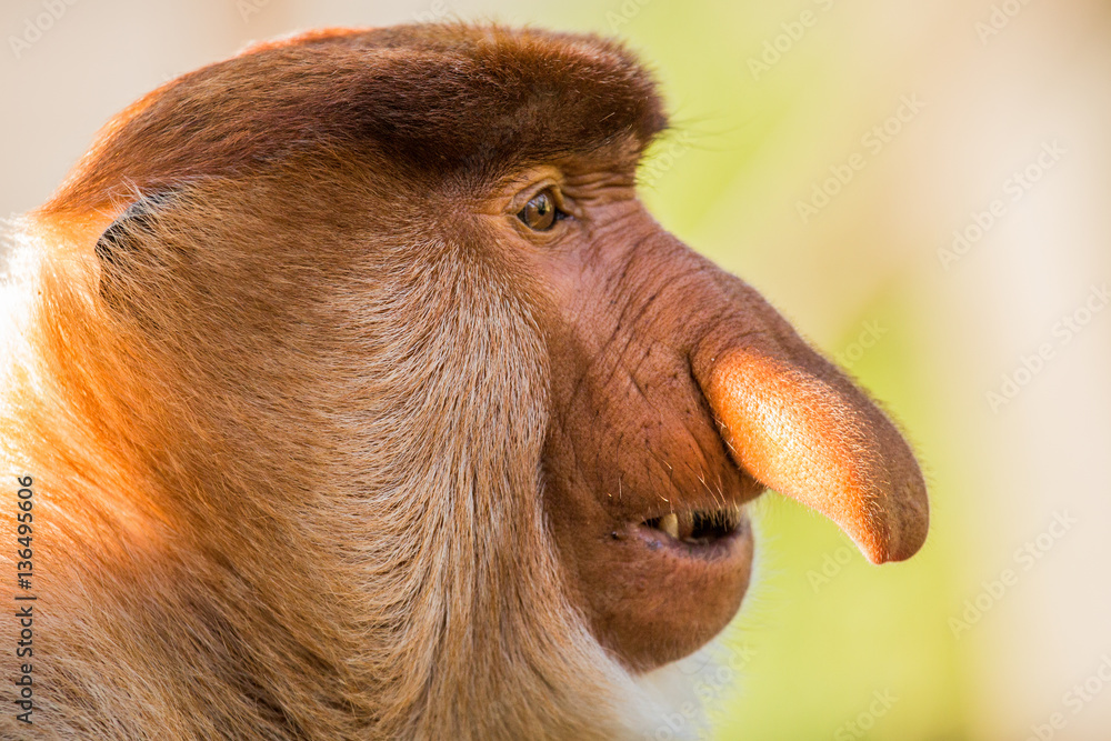Fototapeta premium Portrait of fabulous long-nosed monkey