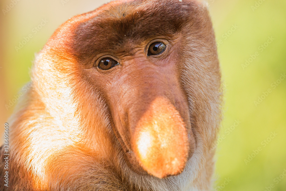 Obraz premium Portrait of fabulous long-nosed monkey