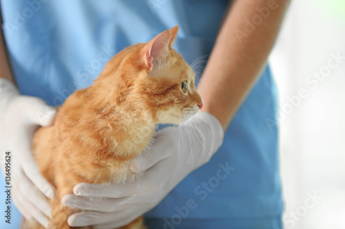 Fototapeta Naklejka Na Ścianę i Meble -  Veterinarian doctor with cat at a vet clinic