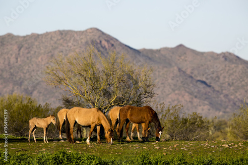Mustang Herd Grazing