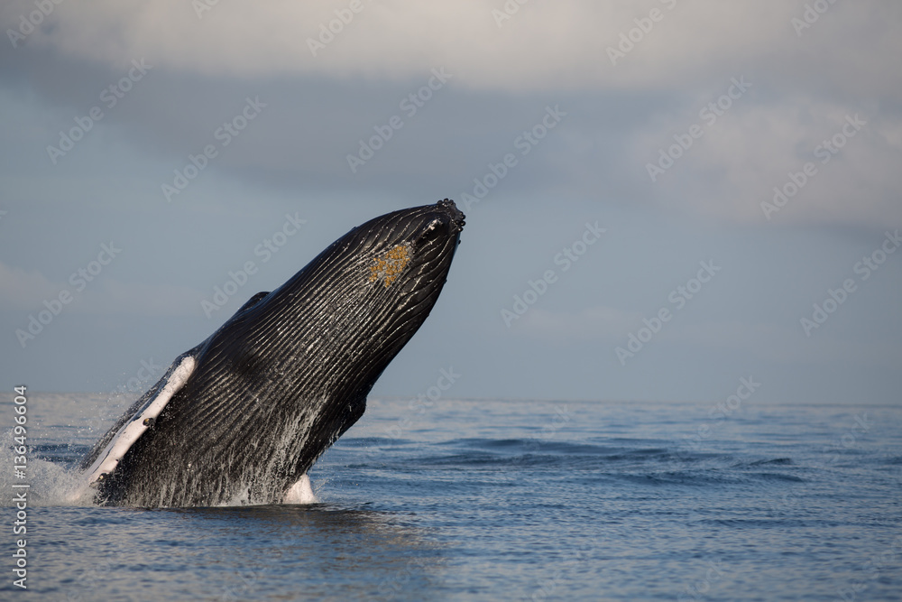 Fototapeta premium Jumping humpback whale