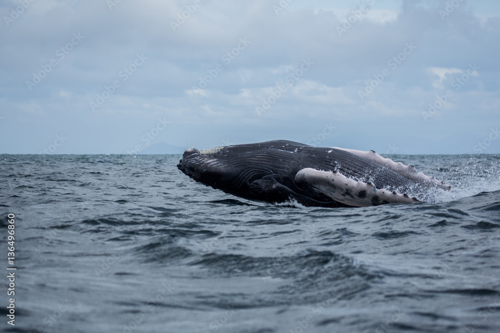Obraz premium Jumping humpback whale