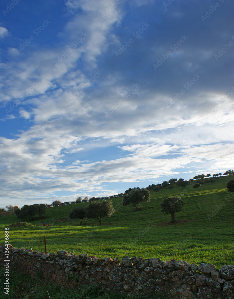 Fototapeta premium Oaks on green meadow with stones fences and cloudy blue sky background (2)