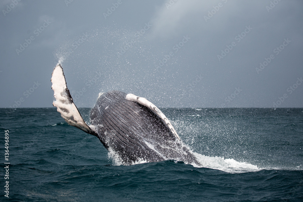 Naklejka premium Jumping humpback whale