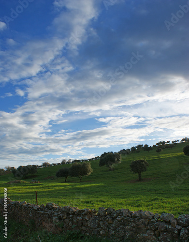 Oaks on green meadow with stones fences and cloudy blue sky background (2)