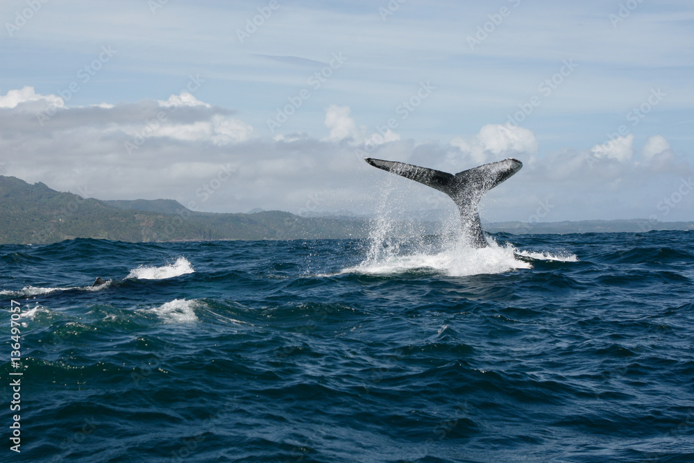 Fototapeta premium Humpback whale tail in Samana, Dominican republic