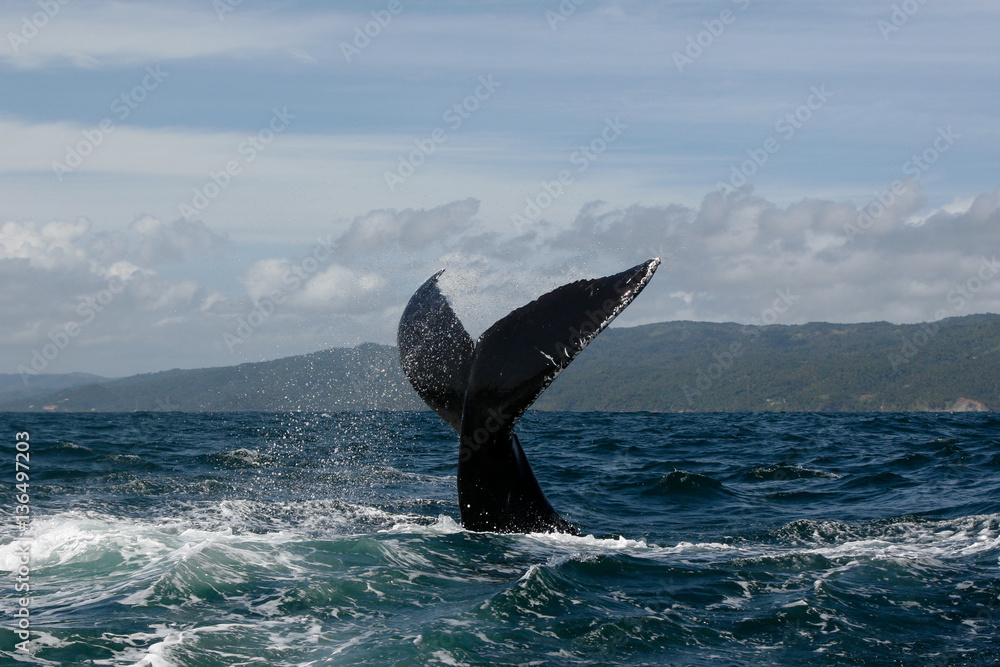 Fototapeta premium Humpback whale tail in Samana, Dominican republic