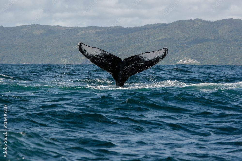 Fototapeta premium Humpback whale tail in Samana, Dominican republic