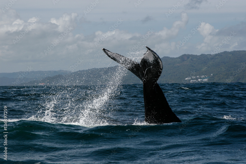 Naklejka premium Humpback whale tail in Samana, Dominican republic