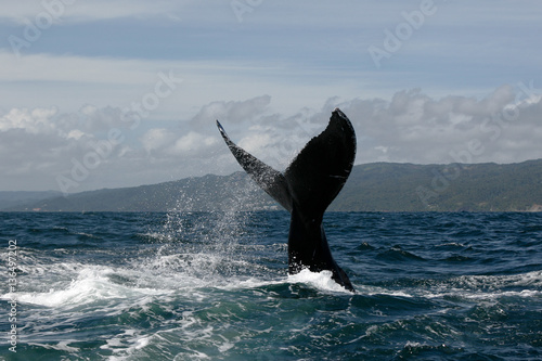 Humpback whale tail in Samana, Dominican republic © kitkorzun