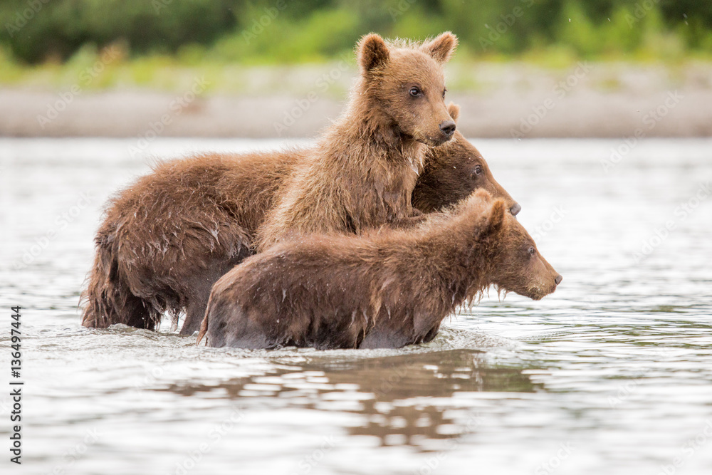 Three little bear cub swimming in the lake Three little bear cub swimming in the lake