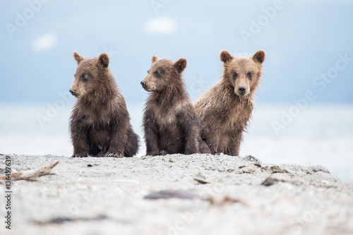 Little cubs waiting for his mother bear