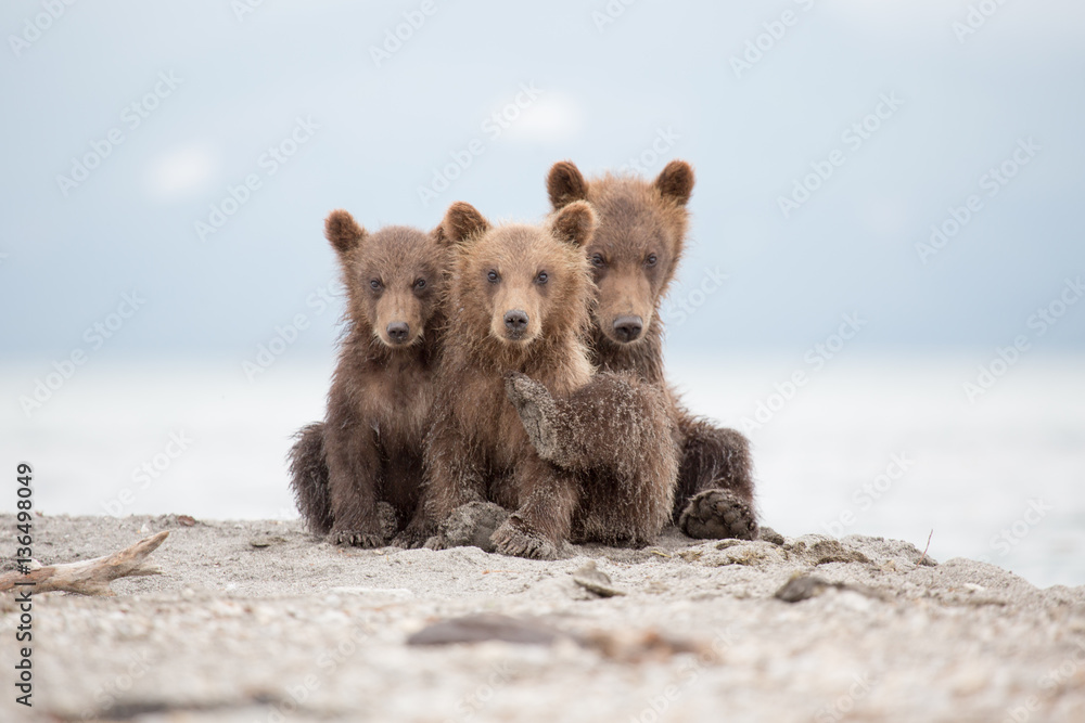 Fototapeta premium Portrait of an adorable little bears