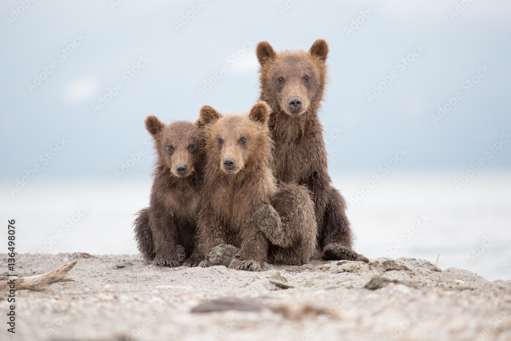 Portrait of an adorable little bears Portrait of an adorable little bears