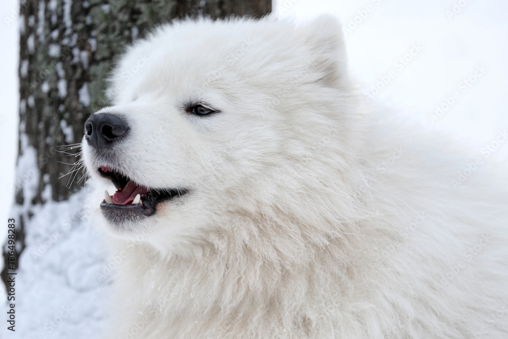 Cute samoyed dog outdoors on winter day, closeup Cute samoyed dog outdoors on winter day, closeup