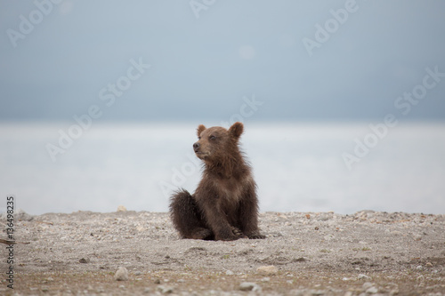 Small bear cub on the lake © kitkorzun