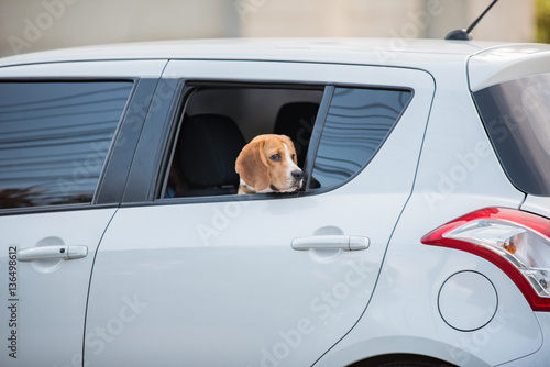 beagle dog, beagle dog on car windows