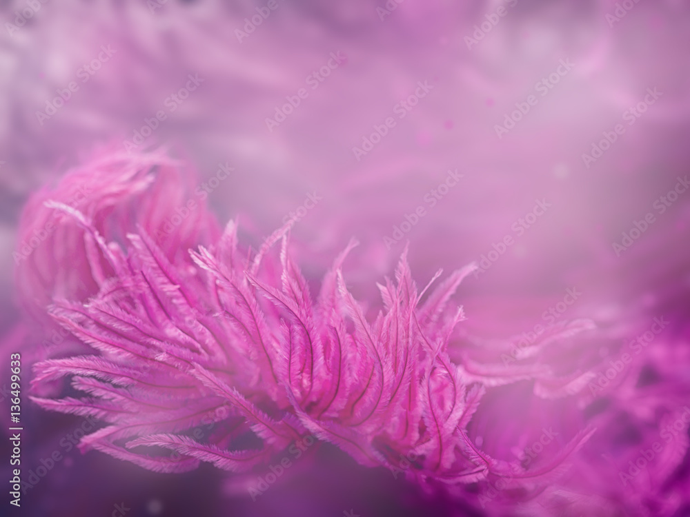 Soft pink feather with bokeh background texture