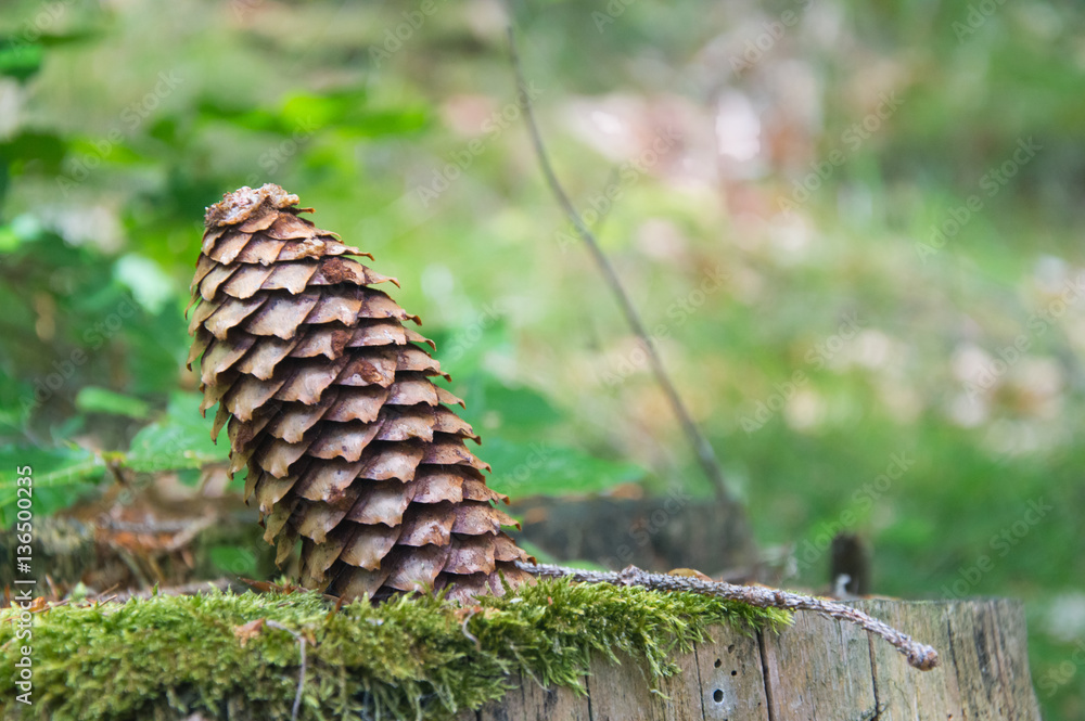Cone spruce stuck in an old trunk, covered with moss Cone spruce stuck in an old trunk, covered with moss