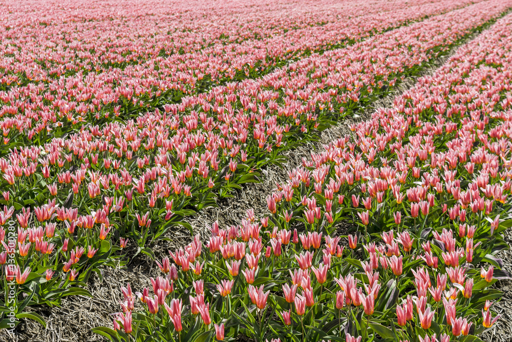 Tulips fields in the Netherlands.  Pink tulips.  Flower field. Many flowers. Sea of flowers. Plantation of tulips. Dutch selection. Dutch tulips. Tulips in mulch of straw. 